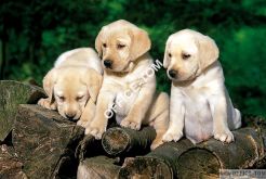 Puzzle Małe labradory 160 elementów TREFL 15157